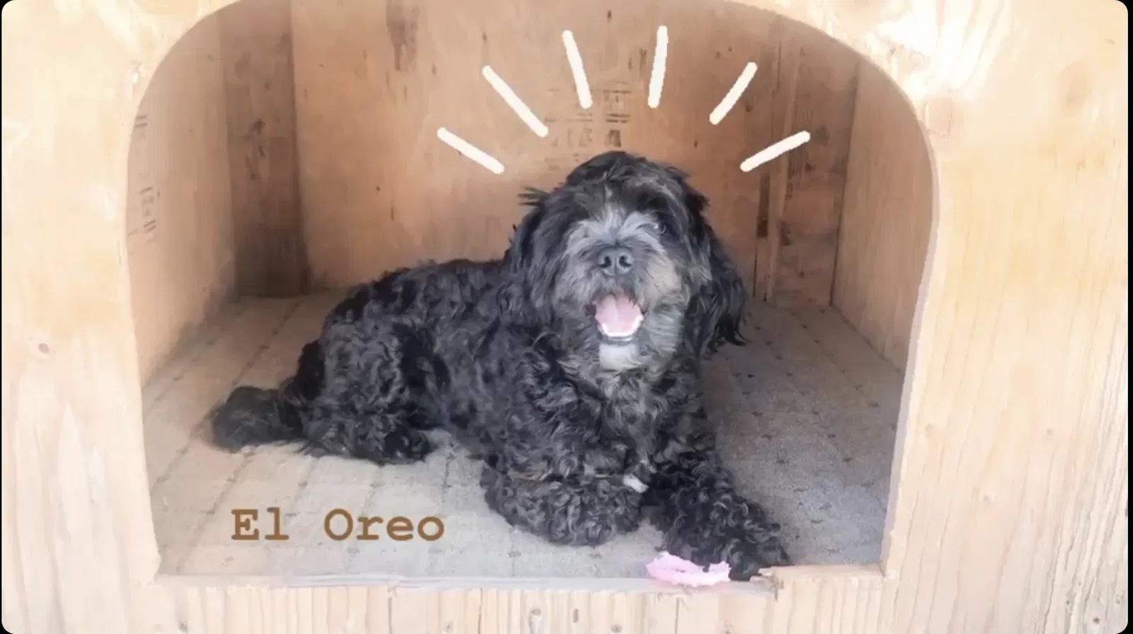 Lost dog in Salinas, CA, 93906