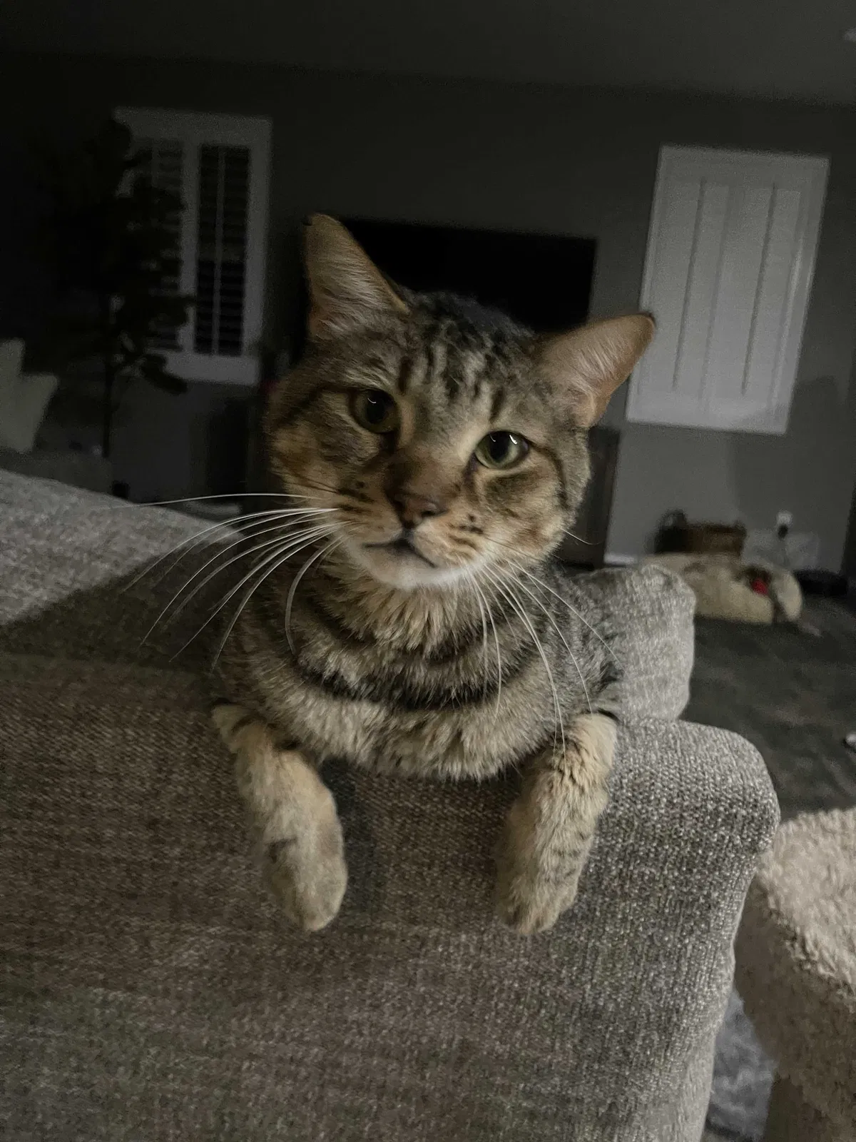 Lost cat in Surprise, AZ, 85379