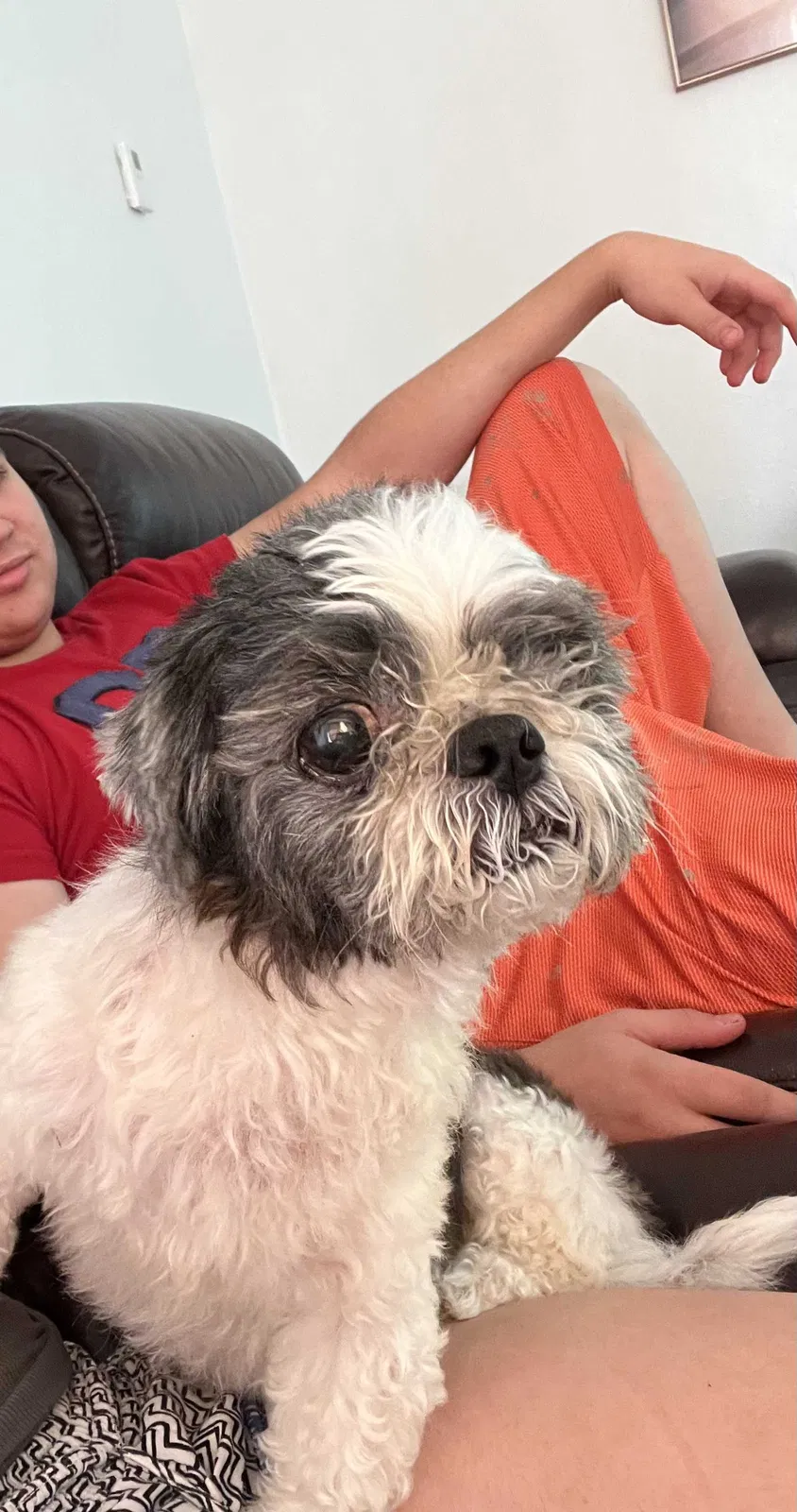 Lost dog in Miami, FL, 33177