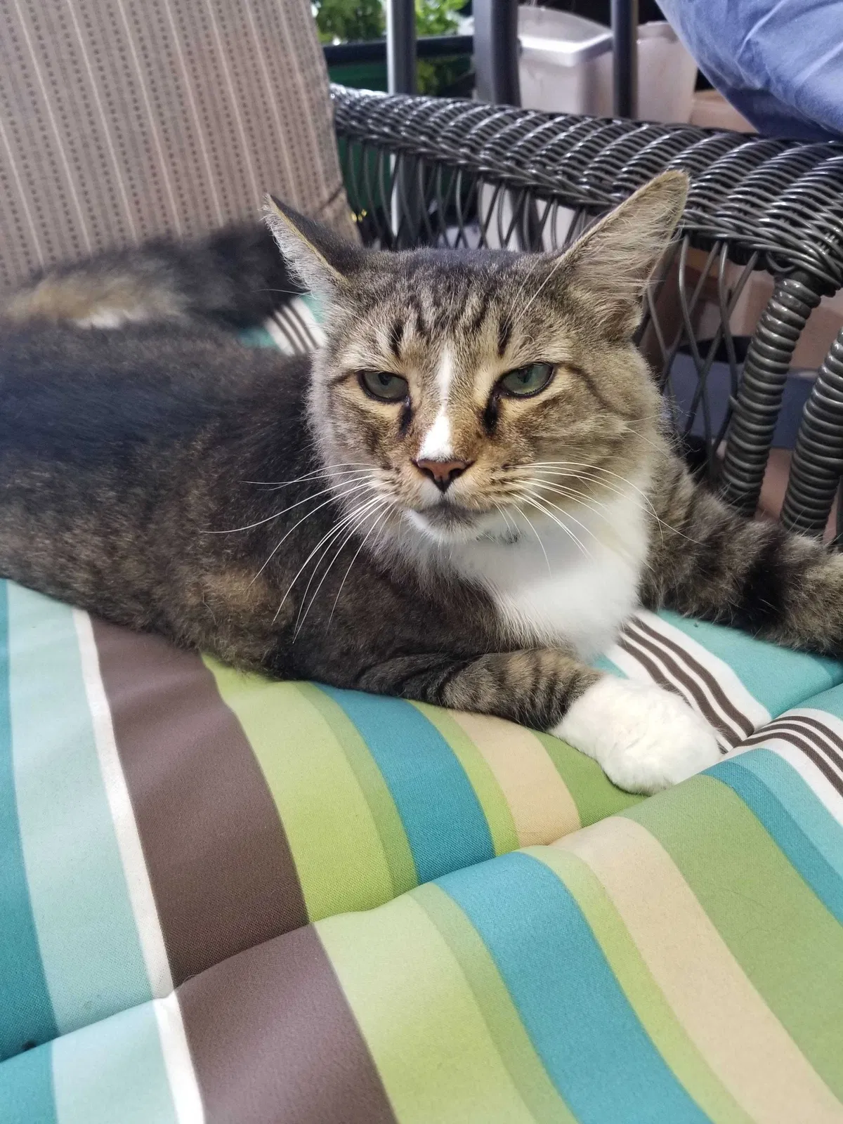 Lost cat in Vero Beach, FL, 32967