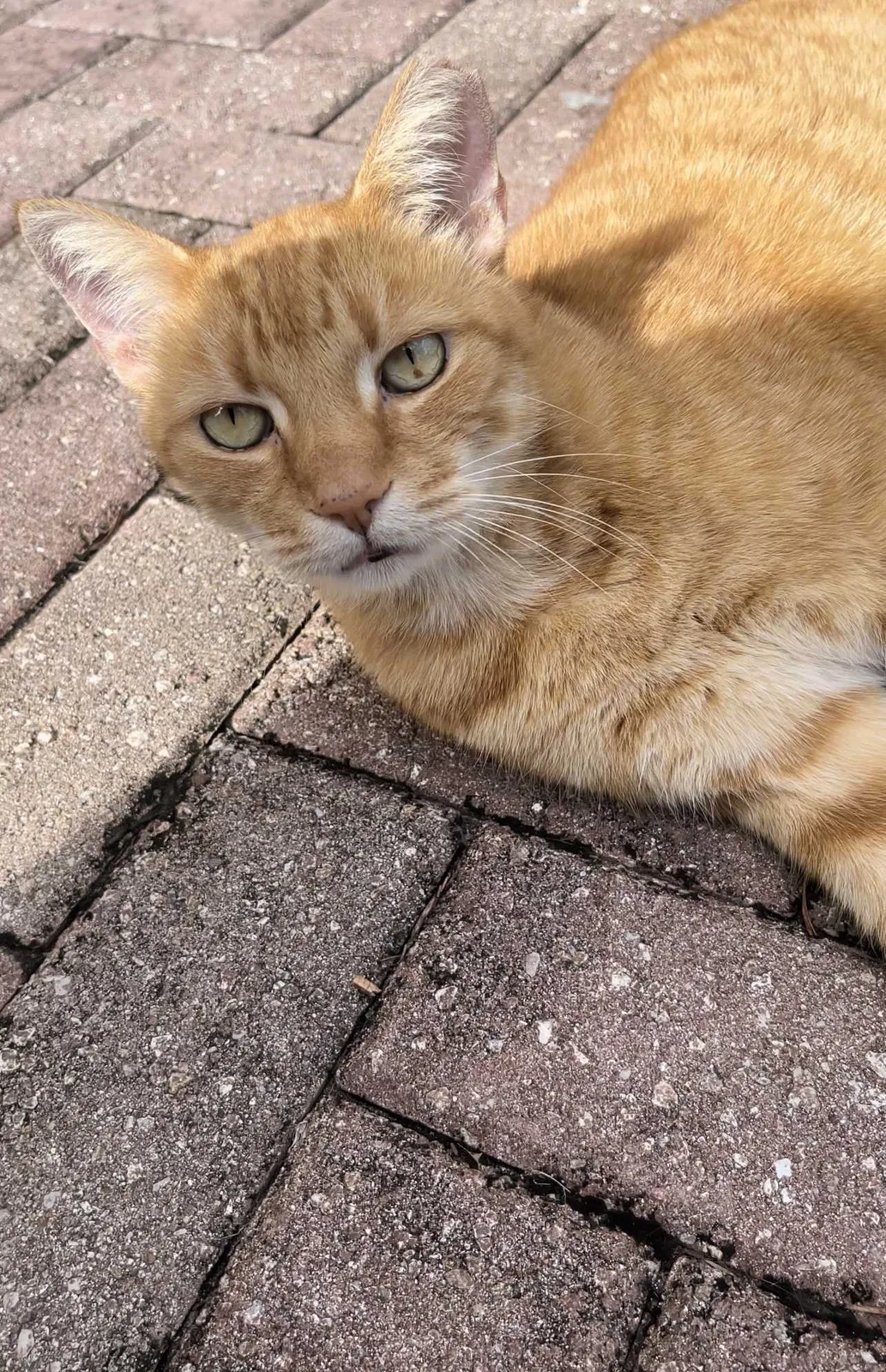 Lost cat in Miami, FL, 33193