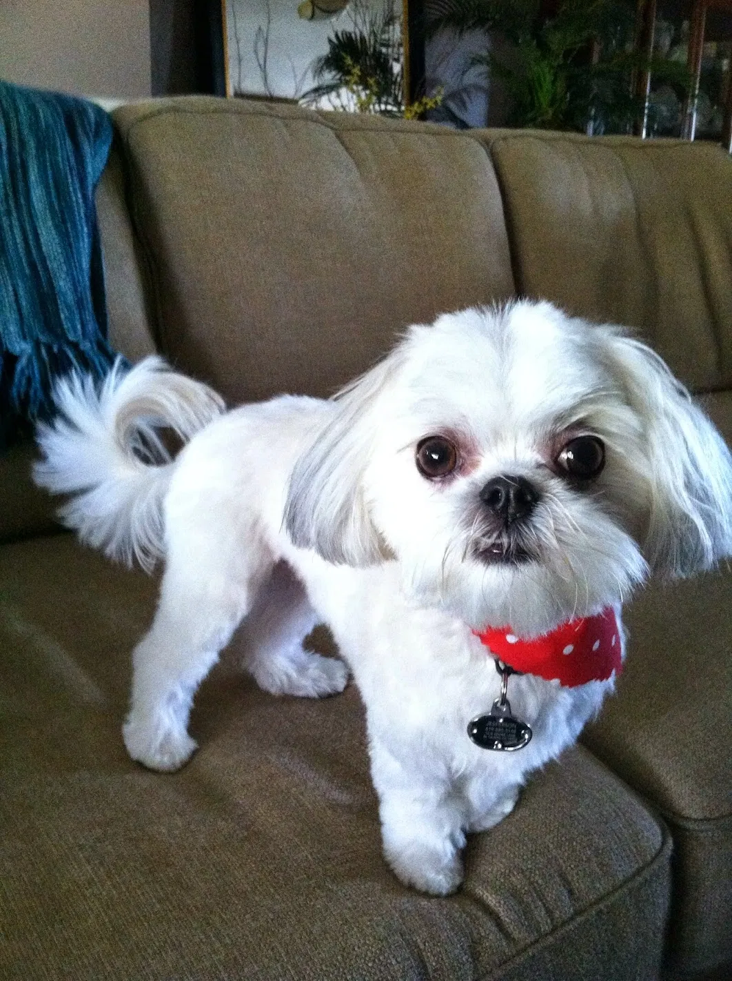Lost dog in El Cajon, CA, 92021