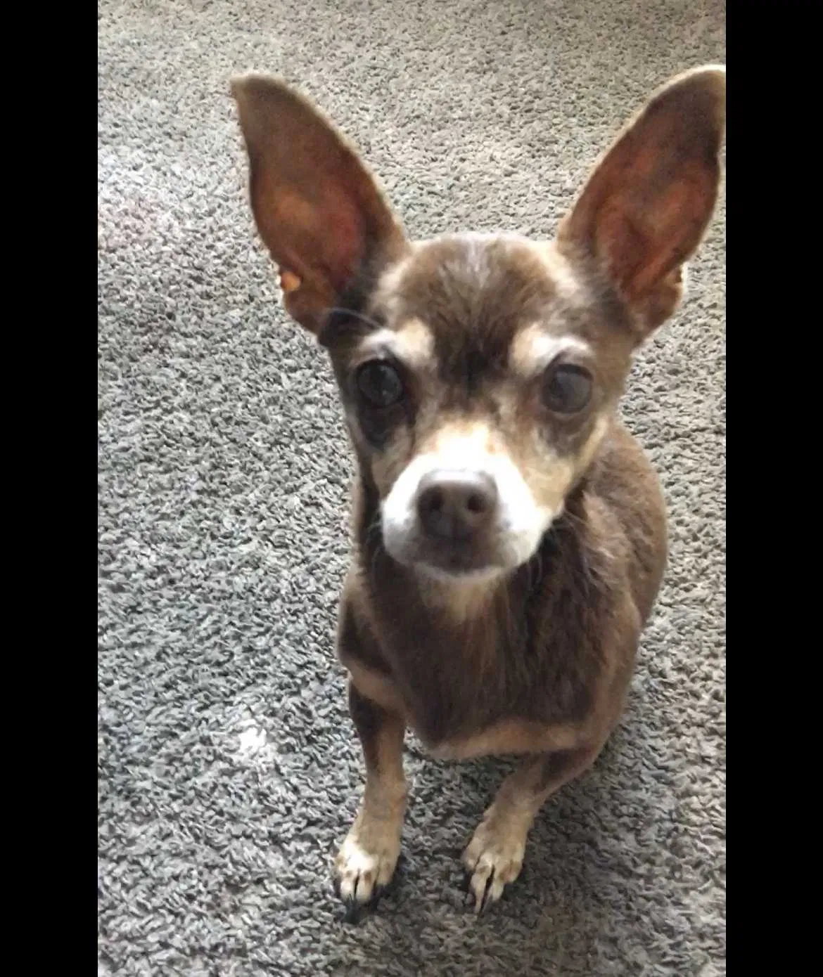 Lost dog in Las Vegas, NV, 89142
