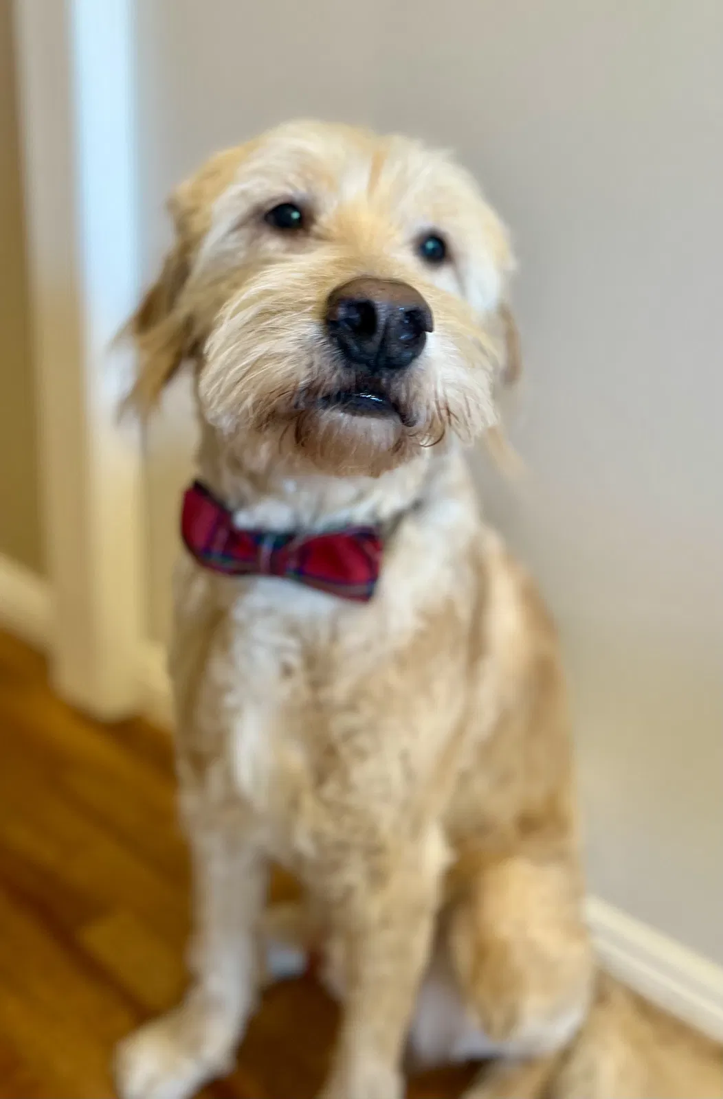 Lost dog in San Diego, CA, 92102