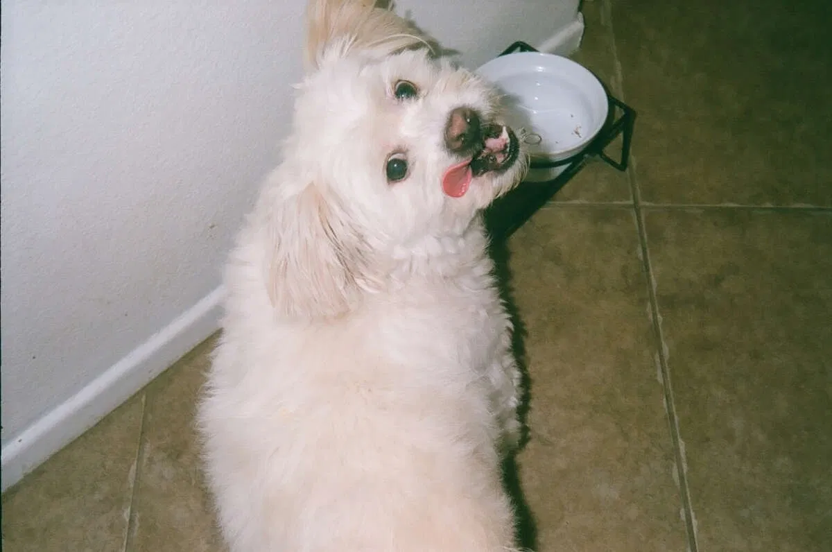 Lost dog in Temecula, CA, 92592