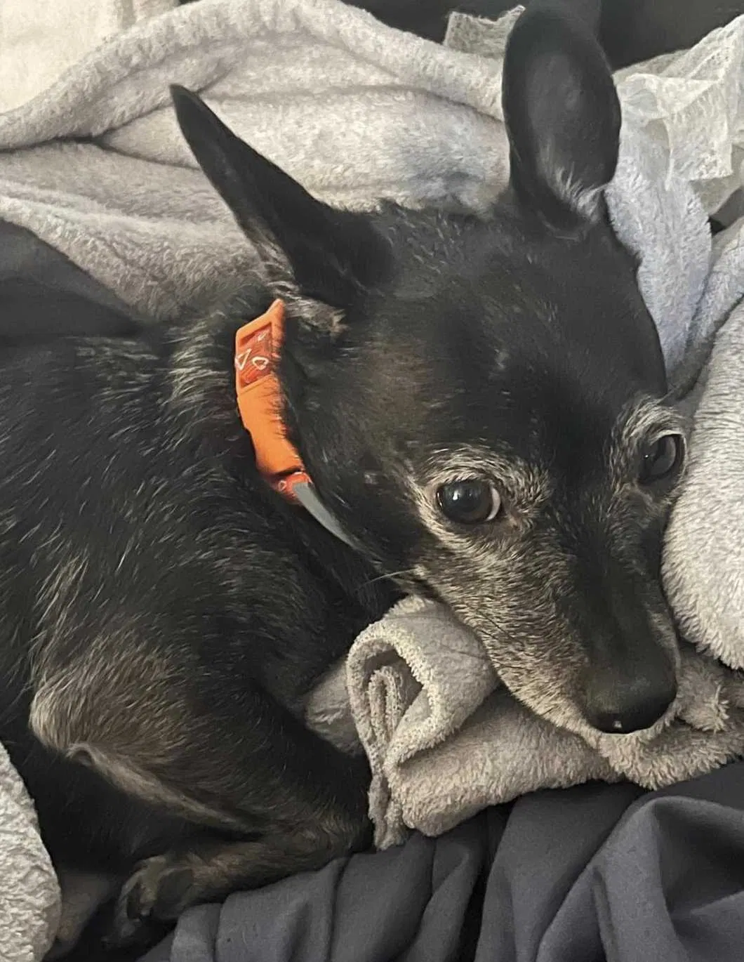 Lost dog in Bakersfield, CA, 93304