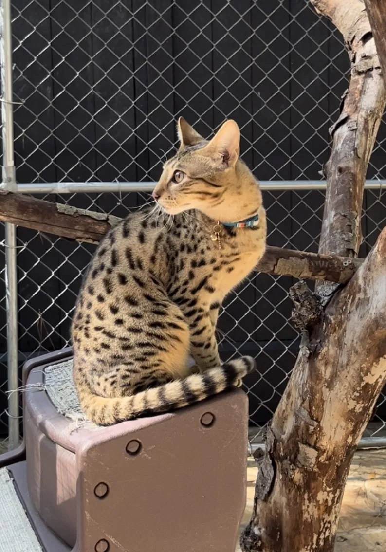 Lost cat in Houston, TX, 77063