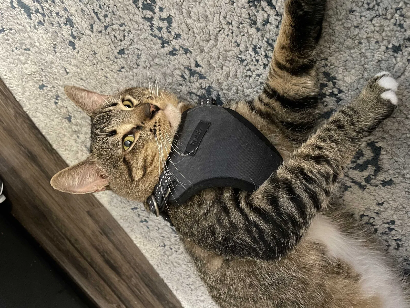 Lost cat in San Diego, CA, 92139
