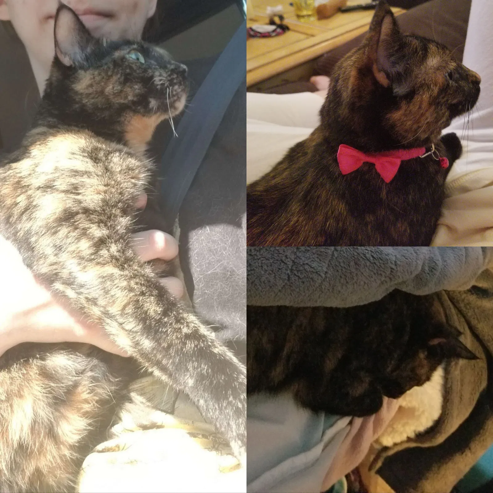 Lost cat in Oklahoma City, OK, 73162