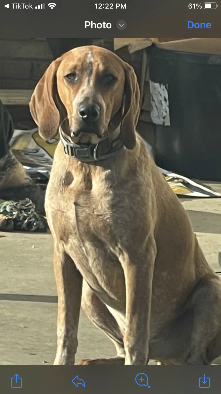 Lost dog in Beechgrove, TN, 37018