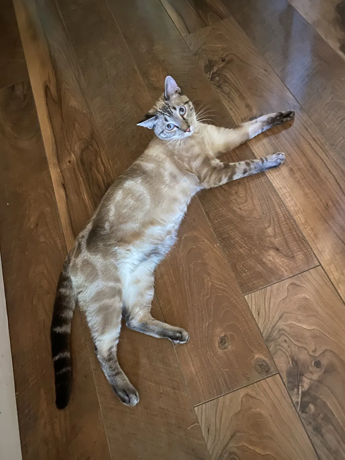 Lost cat in Redding, CA, 96003