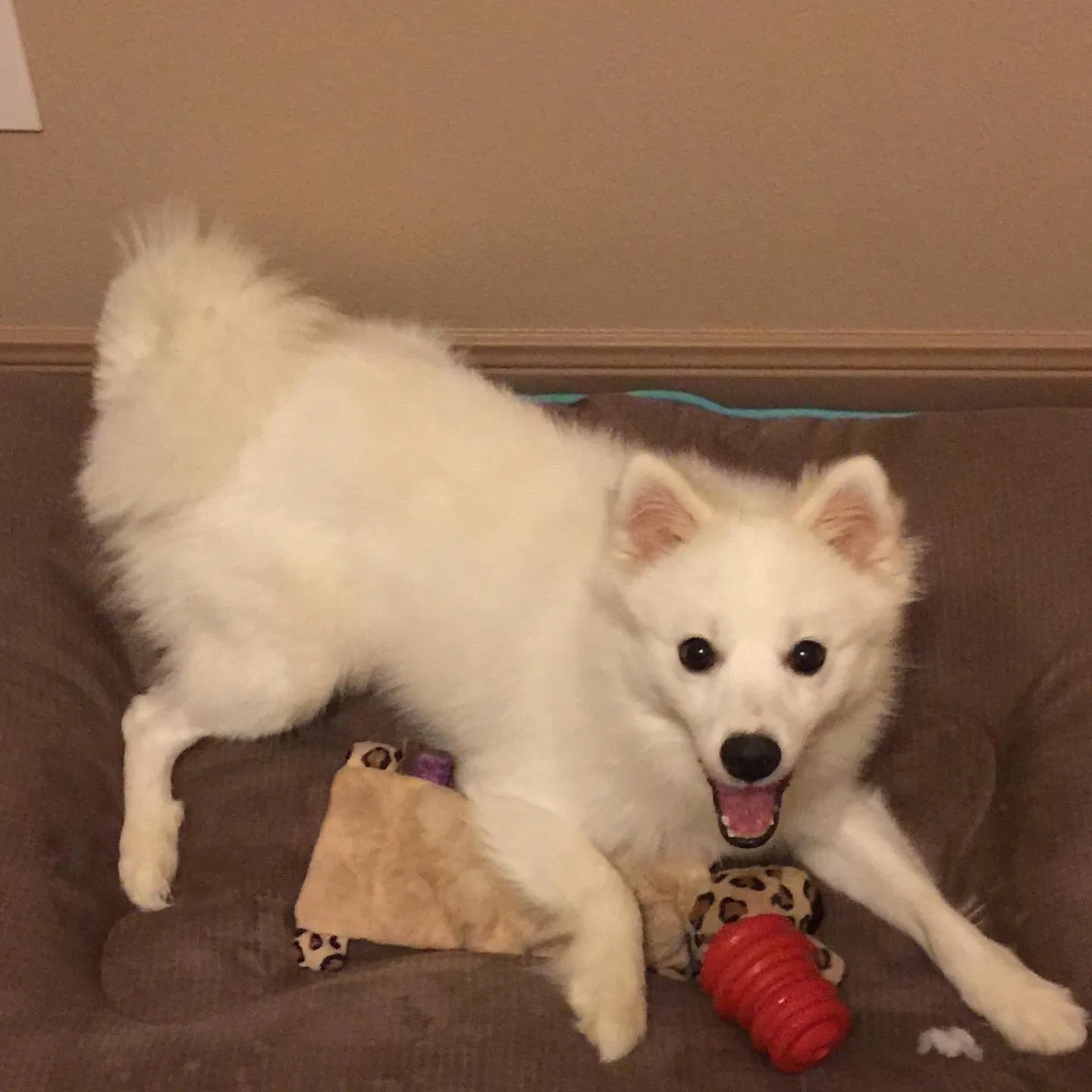Lost dog in Spring, TX, 77388