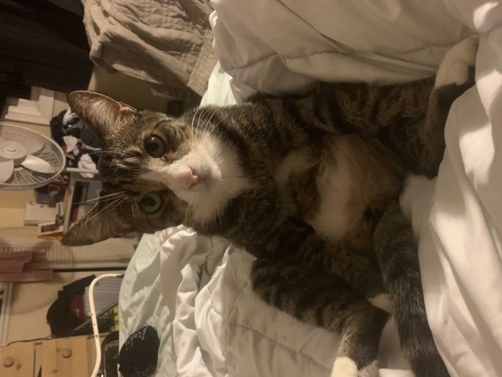 Lost cat in Long Beach, CA, 90808