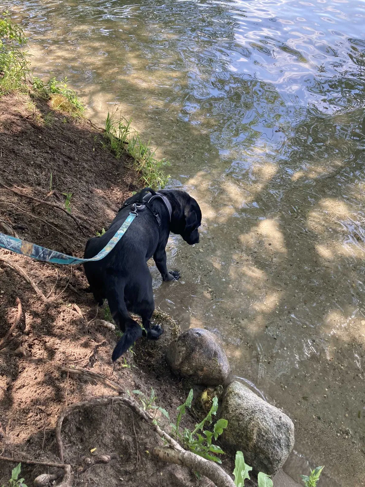 Lost dog in Milwaukee, WI, 53207