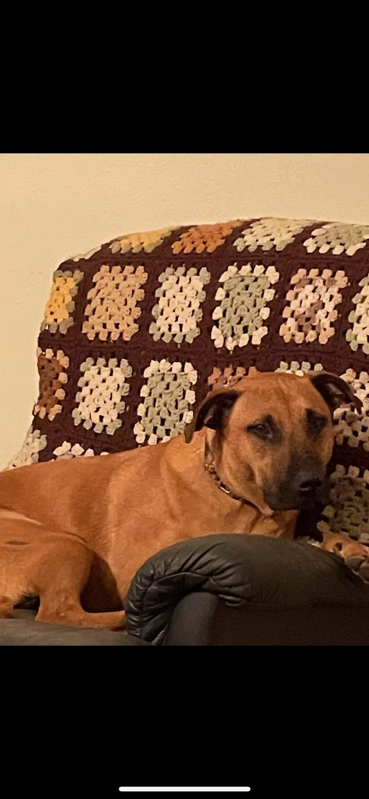 Lost dog in Ocala, FL, 34479