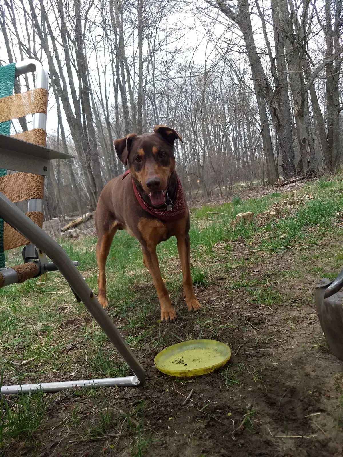 Lost dog in Hart, MI, 49420
