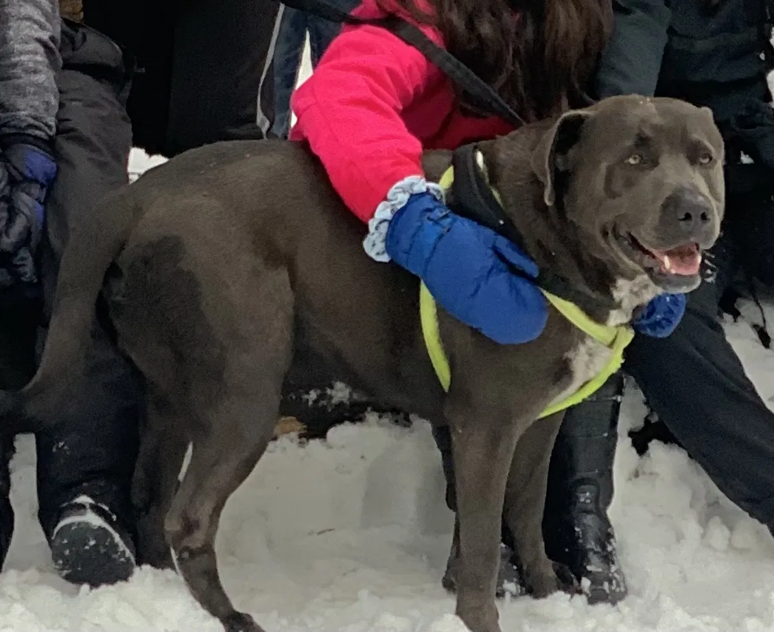 Lost dog in Fresno, CA, 93726