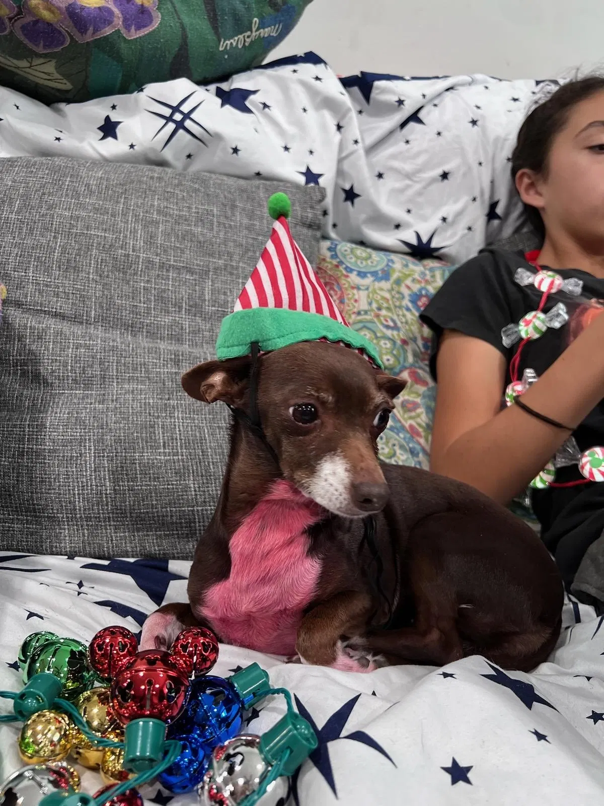 Lost dog in La Puente, CA, 91746