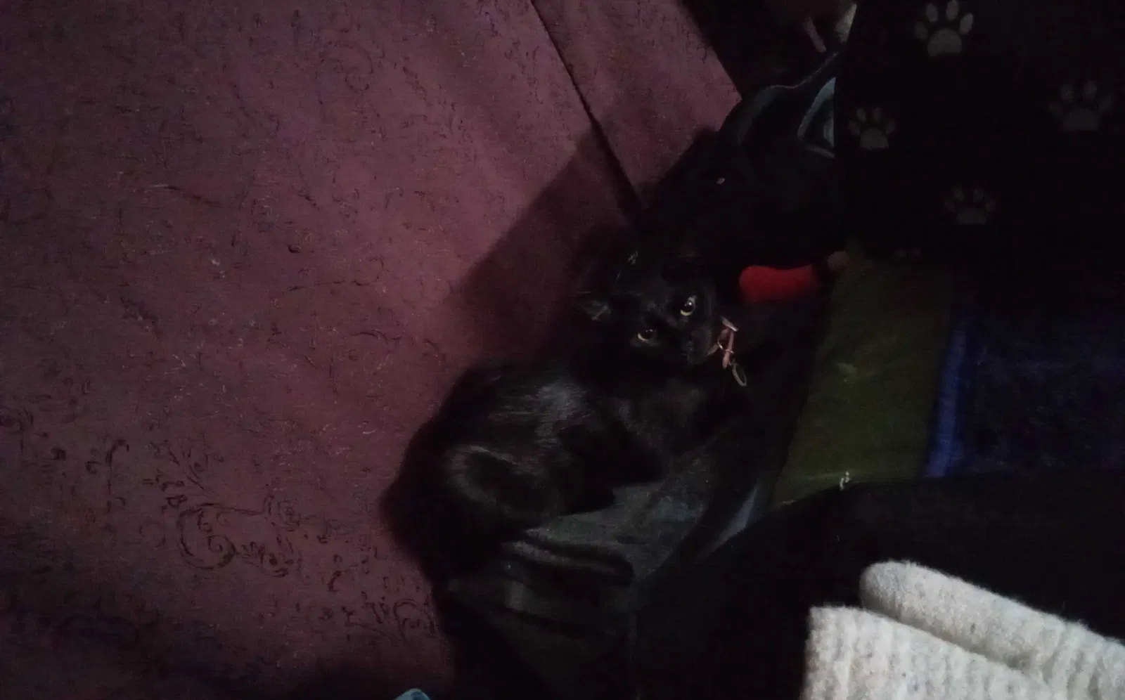 Lost cat in Lynnwood, WA, 98036