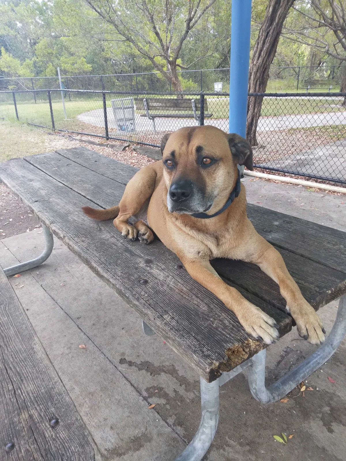 Lost dog in Hallandale, FL, 33009