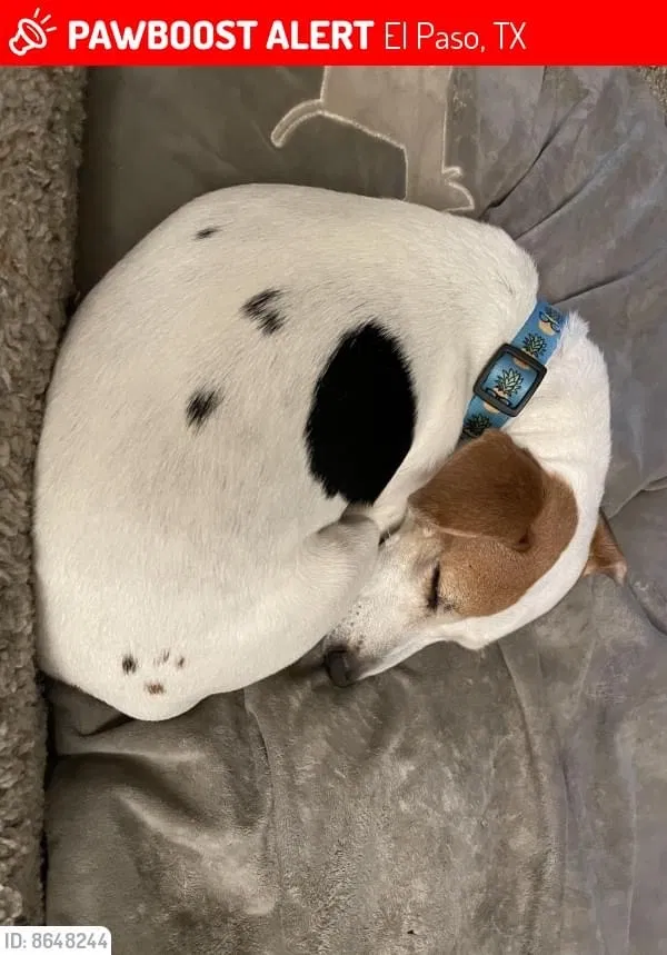 Lost dog in El Paso, TX, 79935
