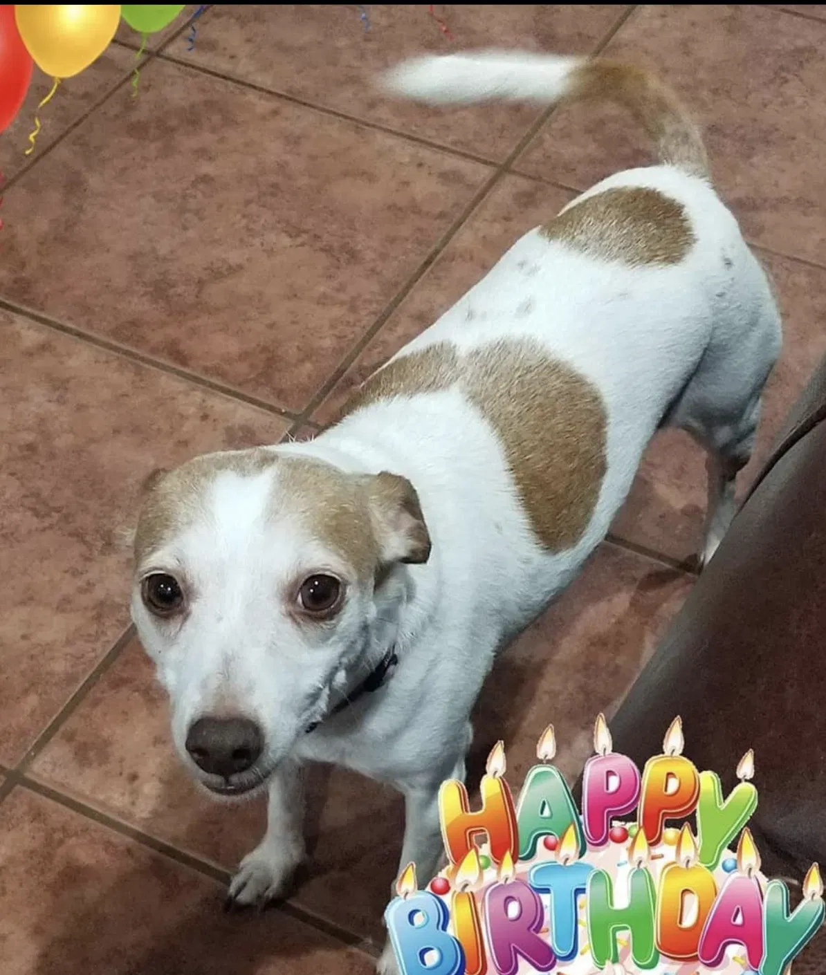 Lost dog in Pasadena, TX, 77503