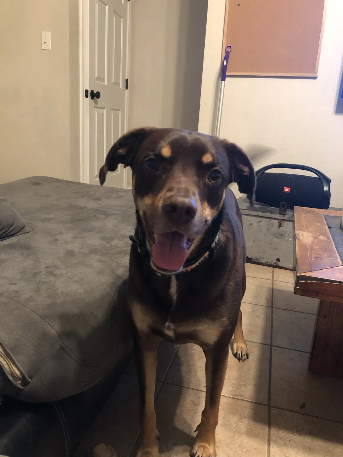 Lost dog in Canton, TX, 75103