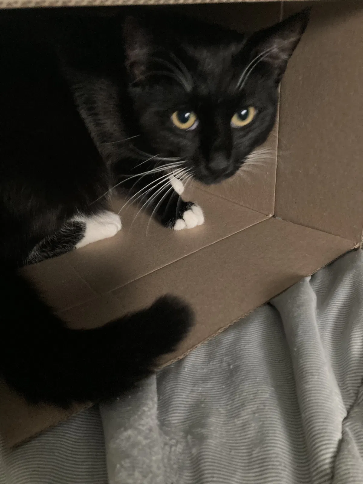 Lost cat in Chicago, IL, 60629