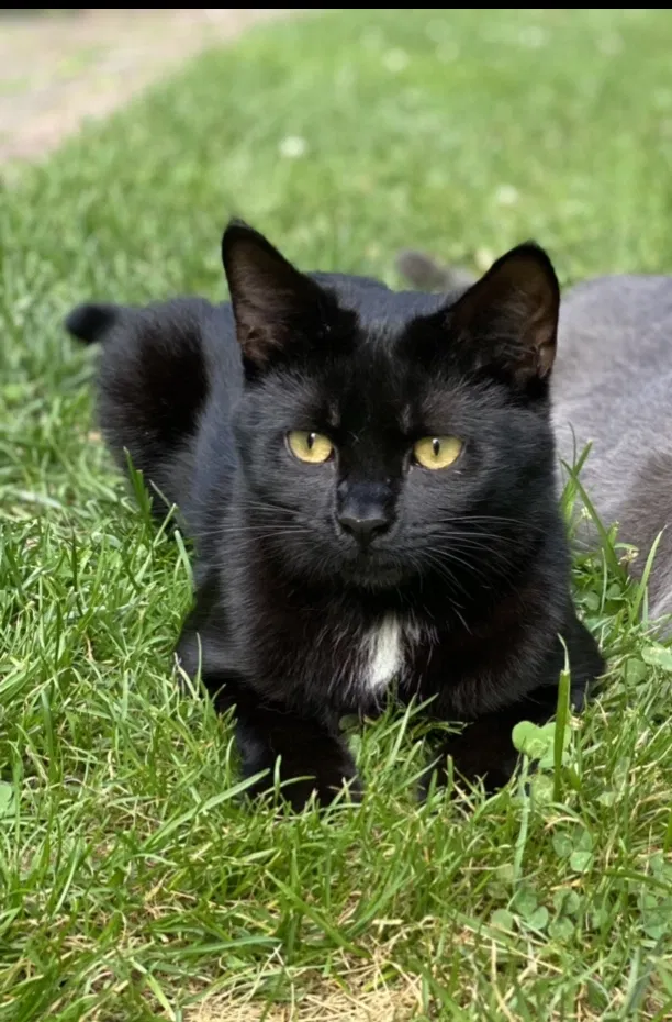 Lost cat in Allentown, PA, 18102