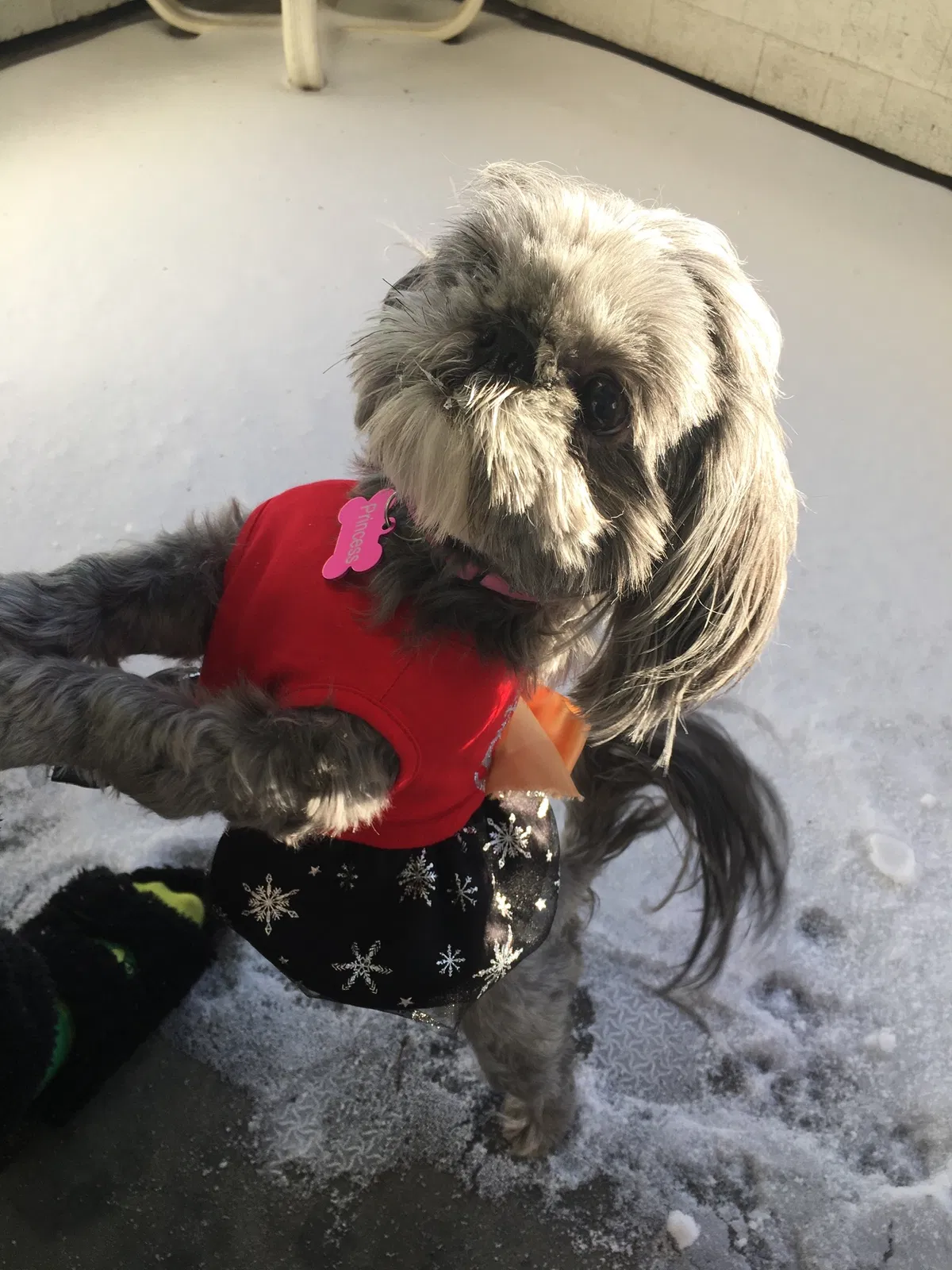 Lost dog in Hamilton, OH, 45011