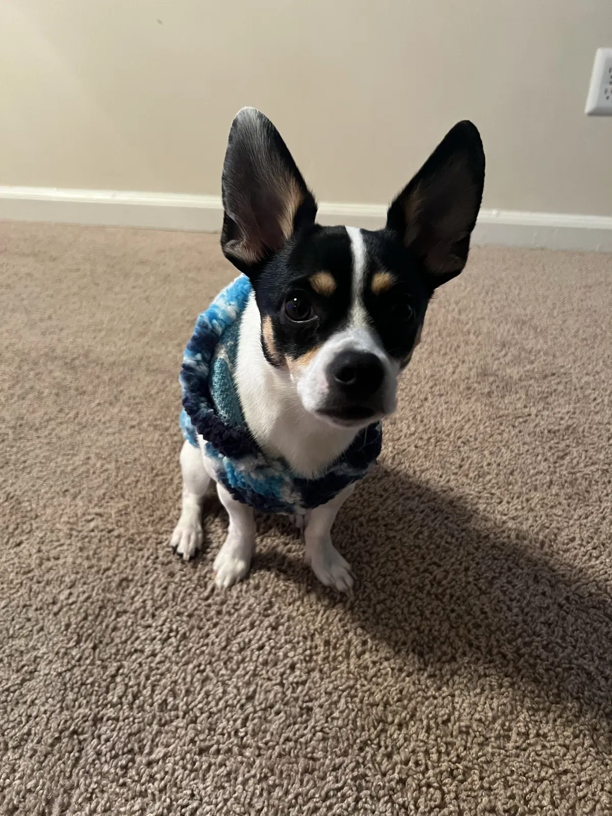 Lost dog in Indianapolis, IN, 46256