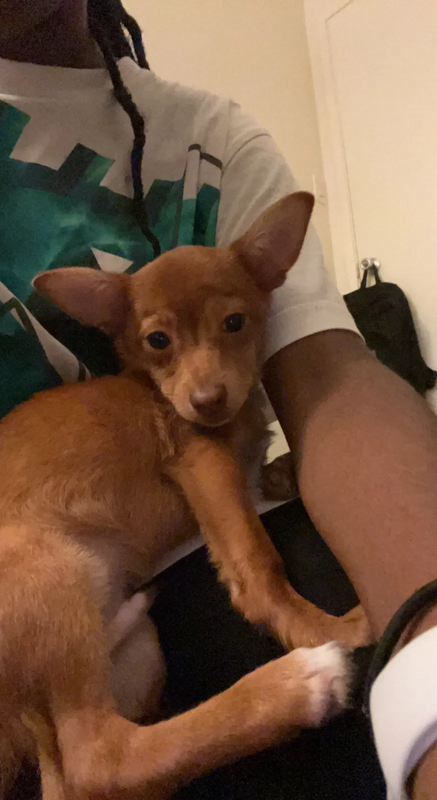 Lost dog in Emeryville, CA, 94662