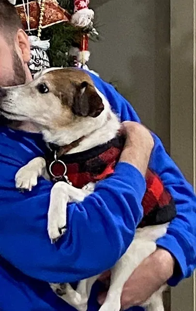 Lost dog in Spring, TX, 77373