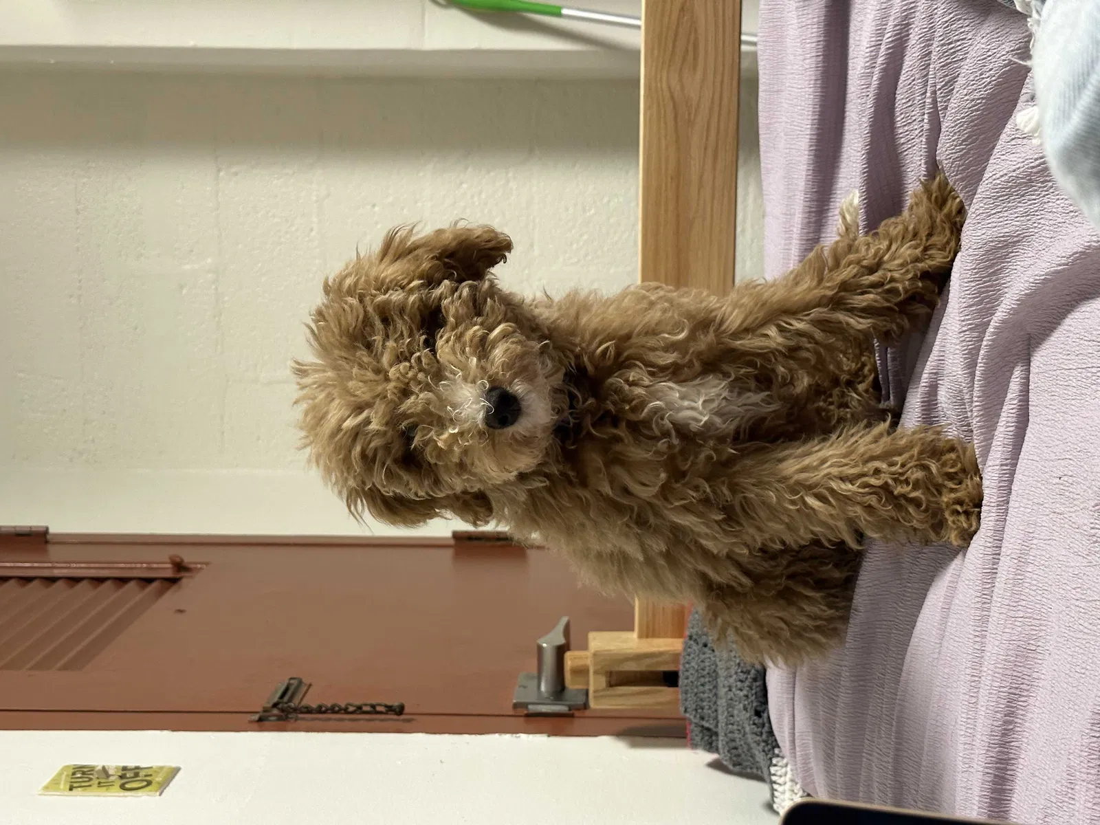 Lost dog in Columbus, OH, 43211