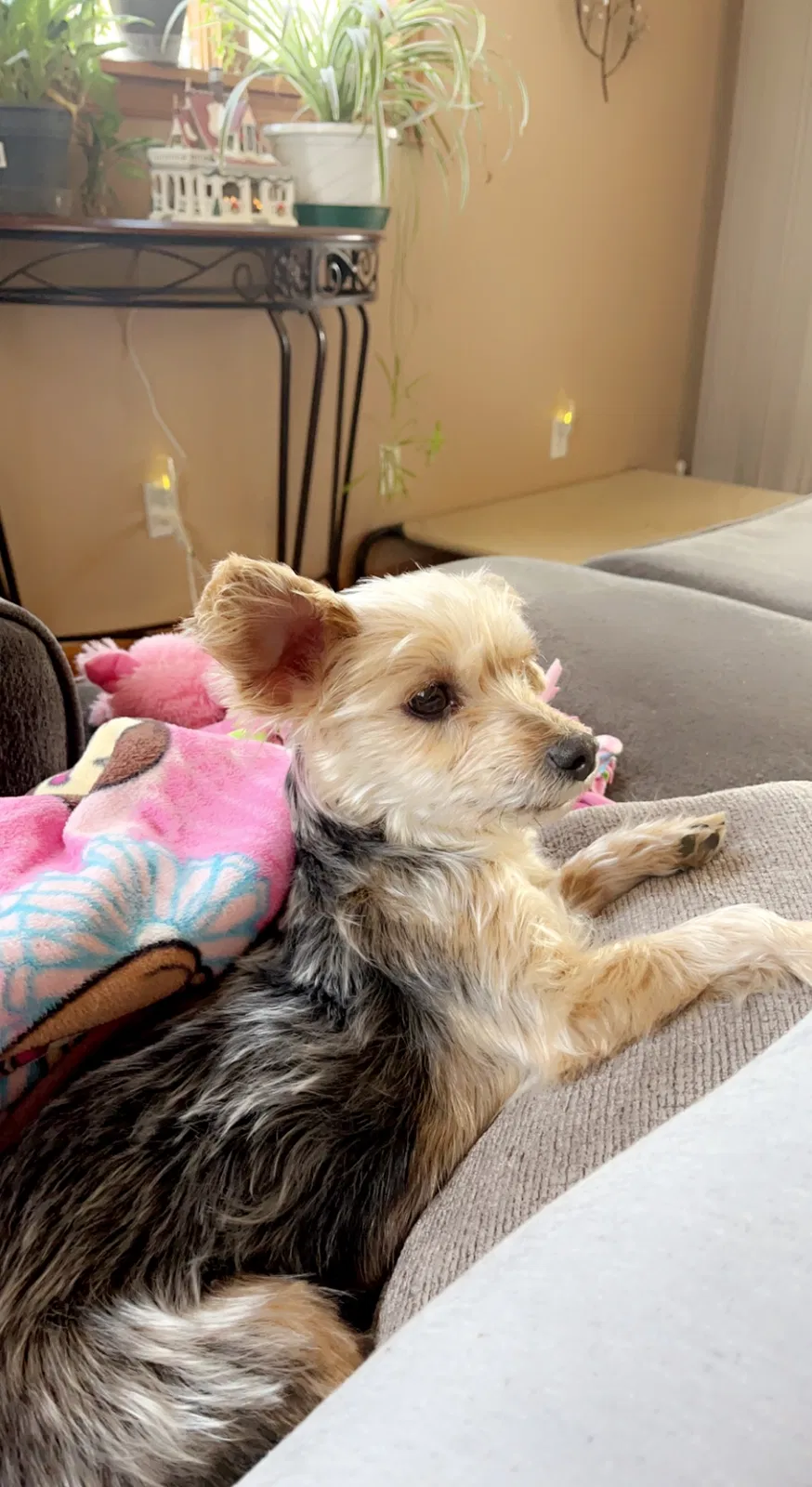 Lost dog in Smithville, MO, 64089