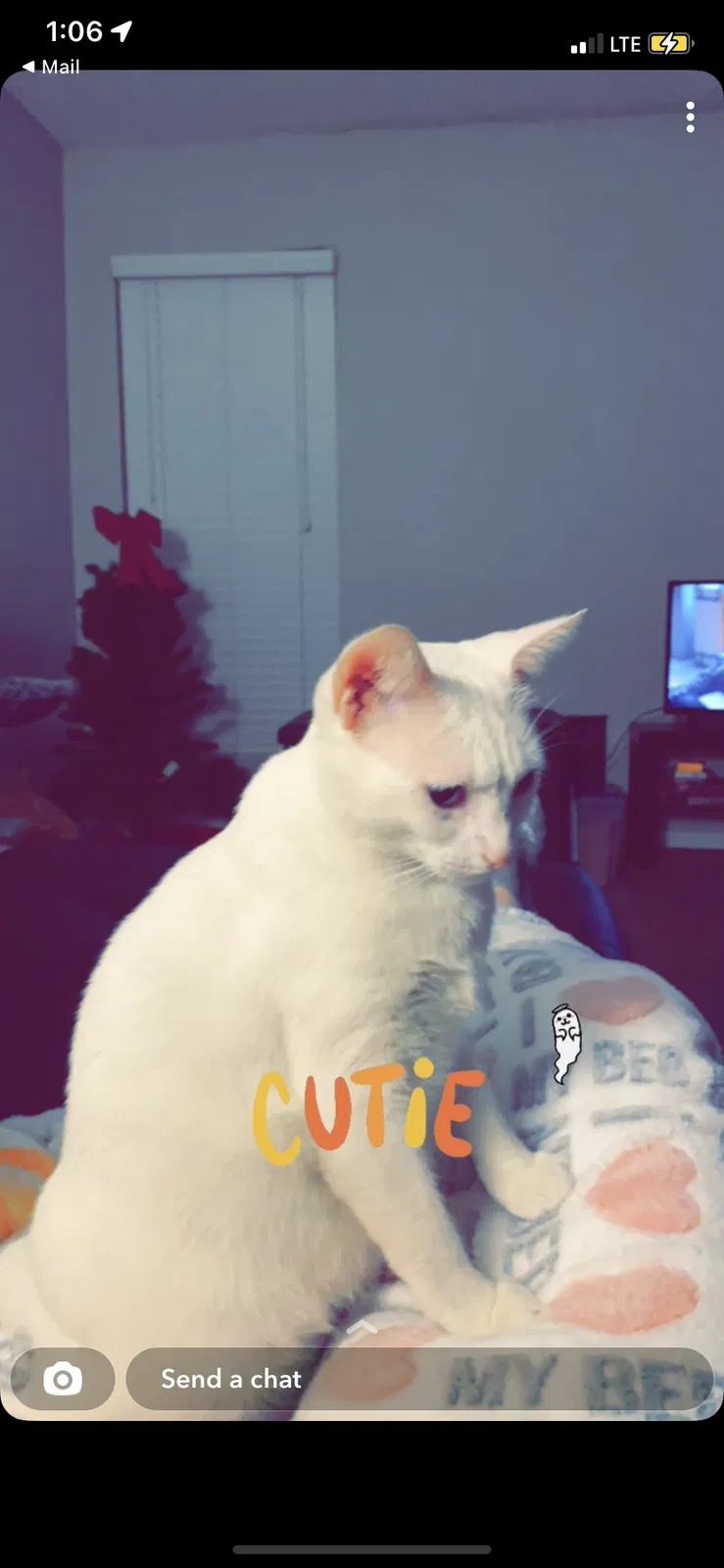 Lost cat in Austin, TX, 78741