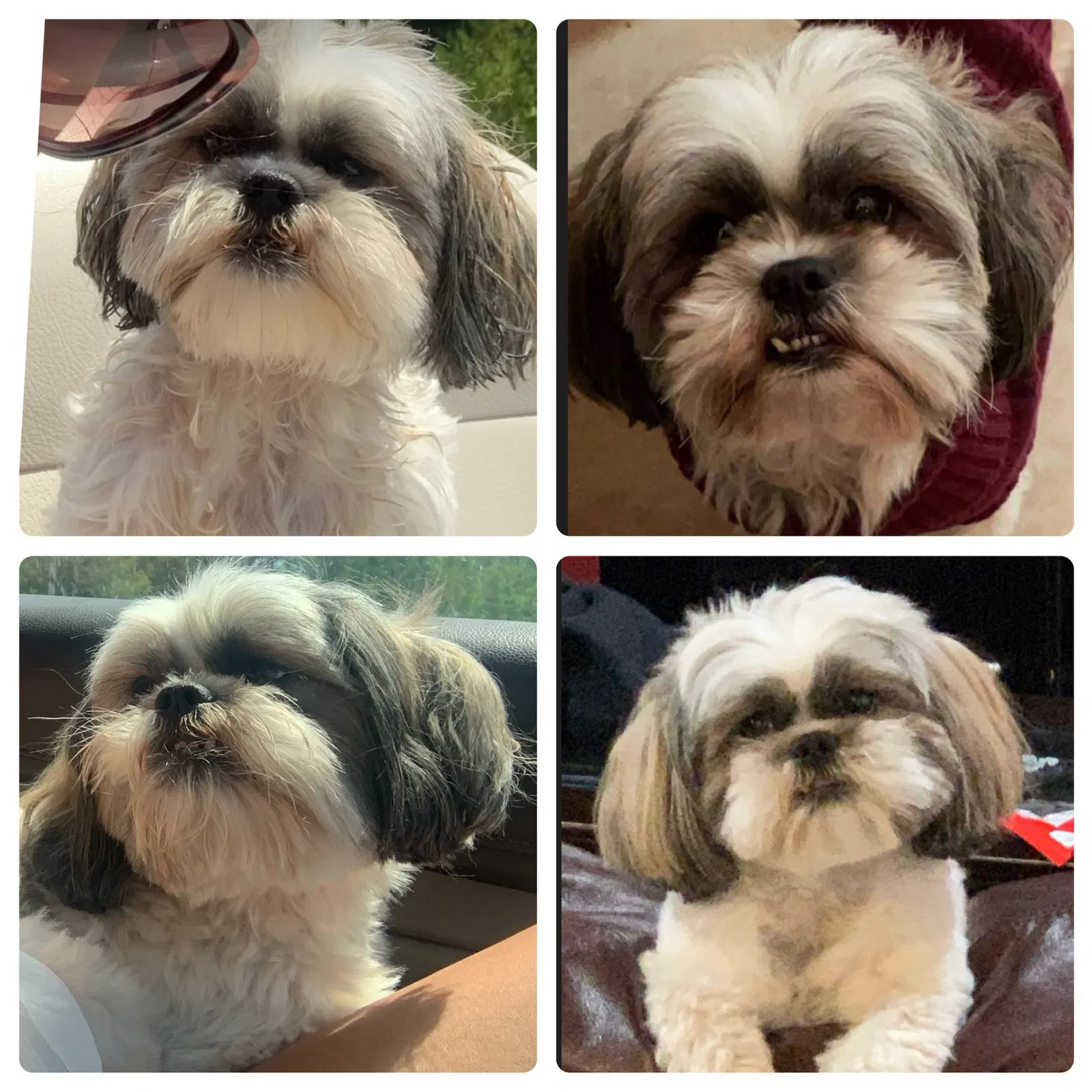 Lost dog in Weslaco, TX, 78596
