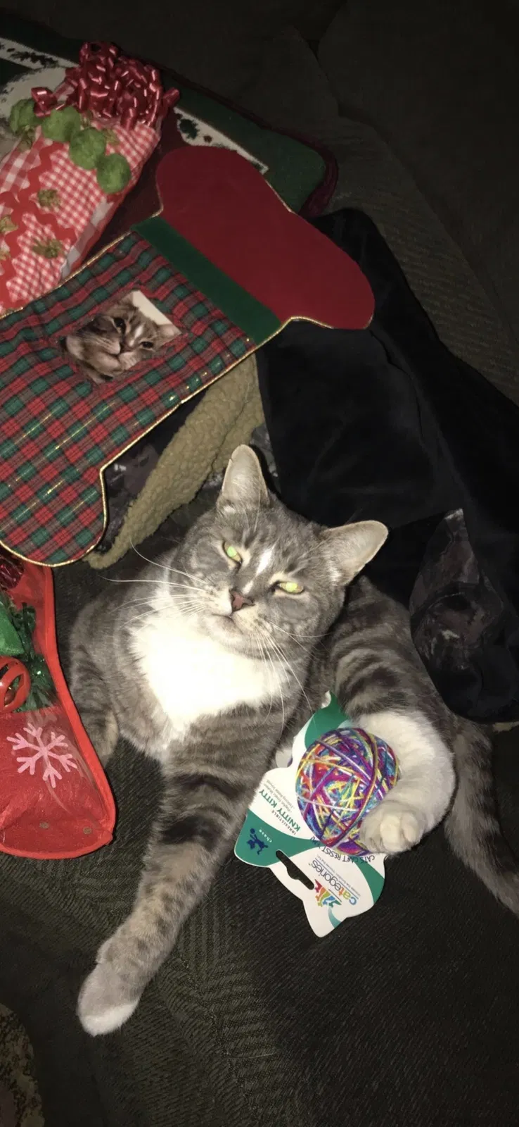 Lost cat in Modesto, CA, 95356