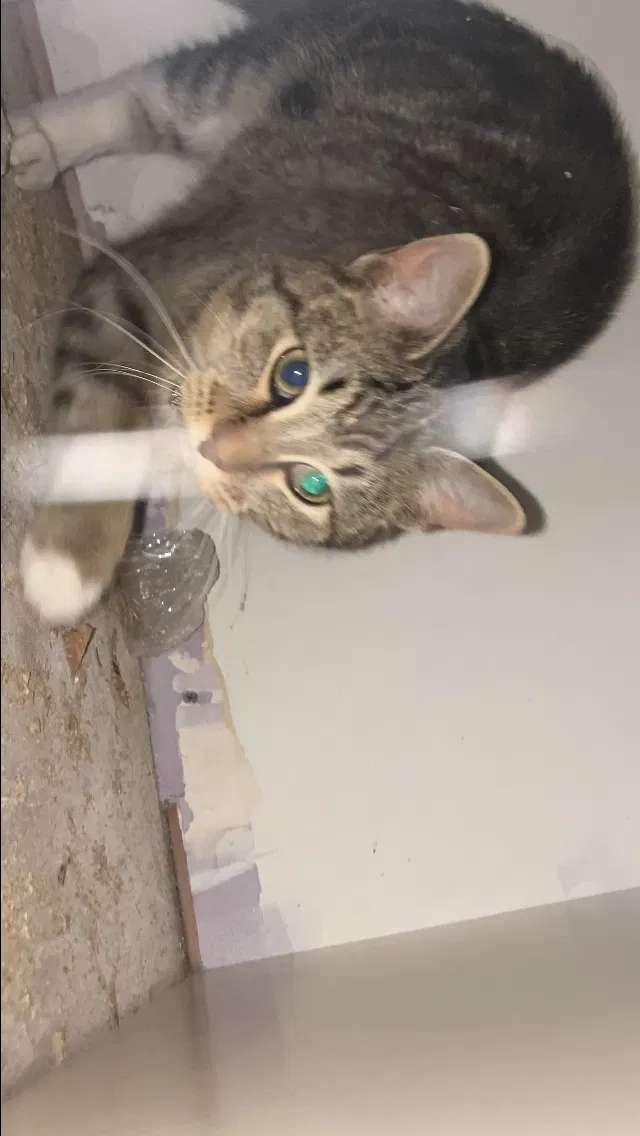 Lost cat in Stockton, CA, 95212