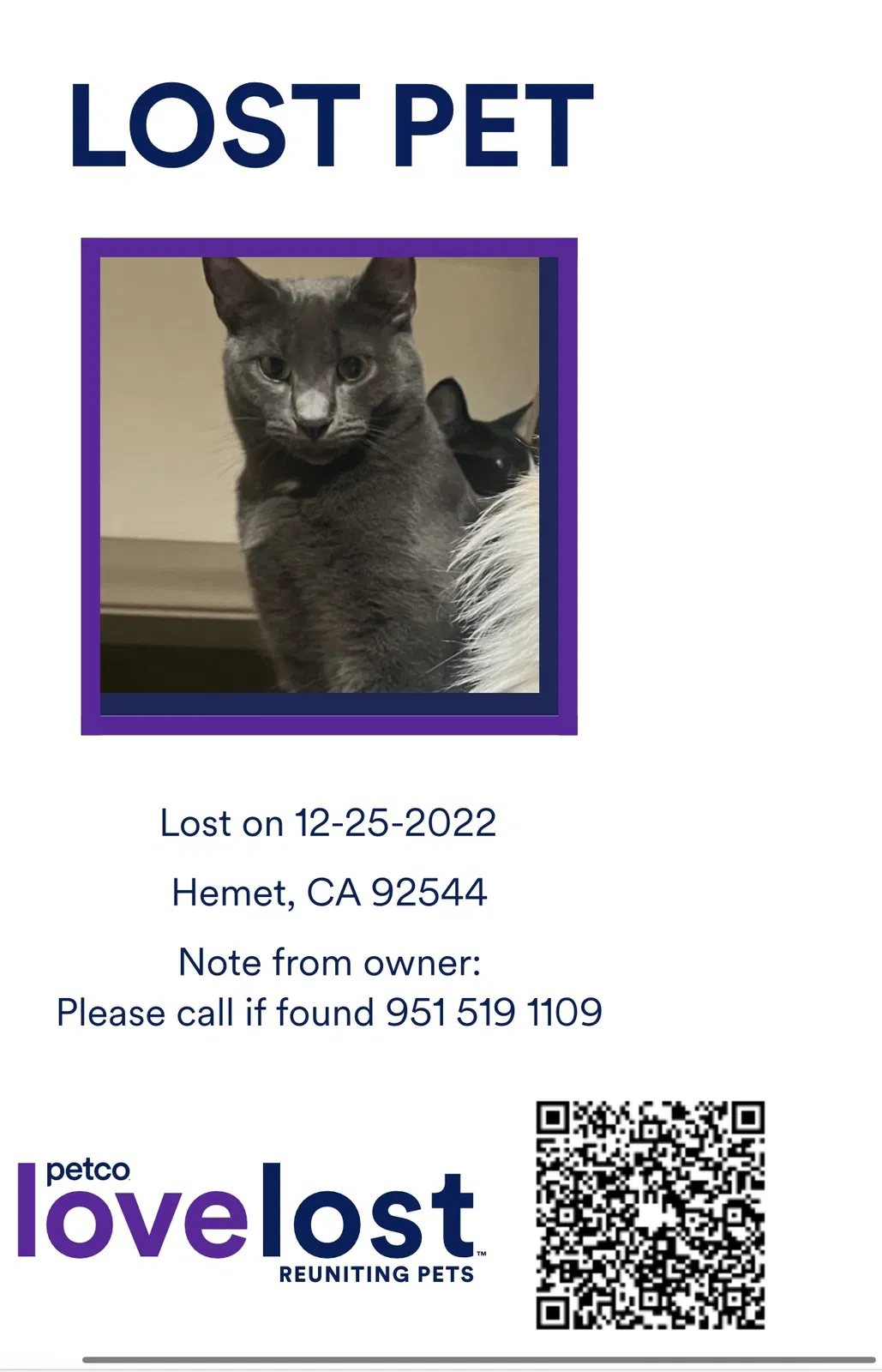 Lost cat in Hemet, CA, 92544