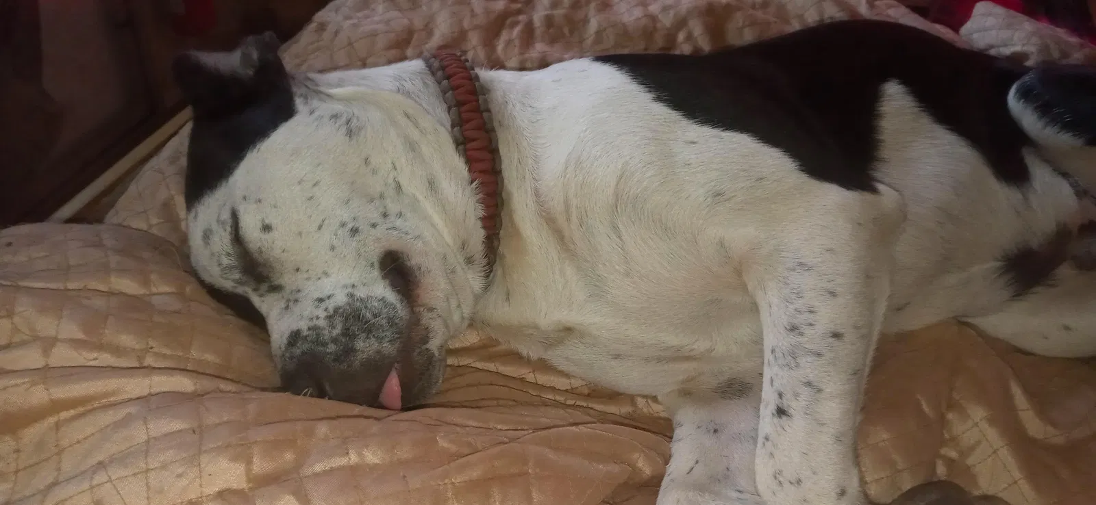 Lost dog in Jay, OK, 74346