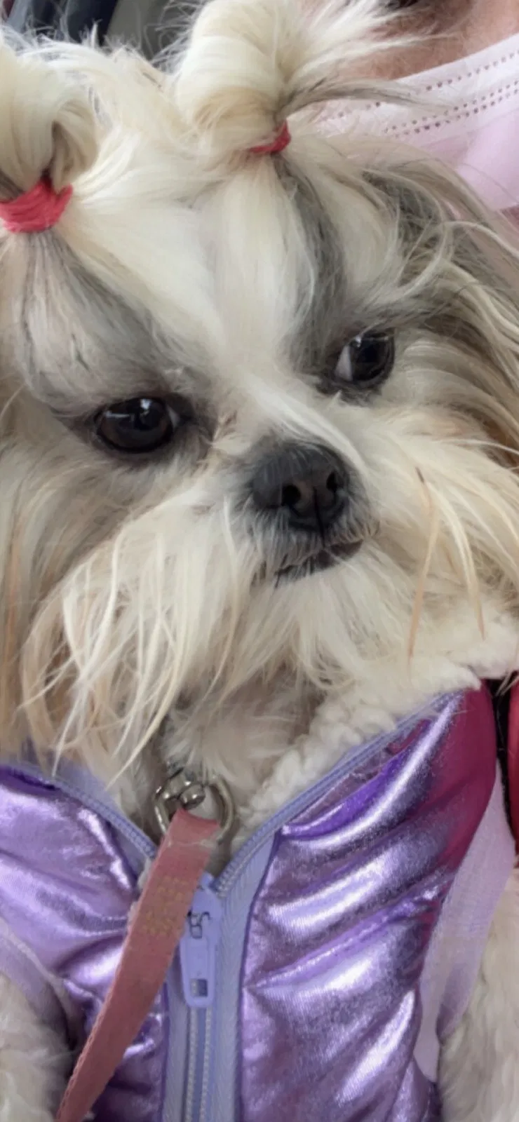Lost dog in El Paso, TX, 79904