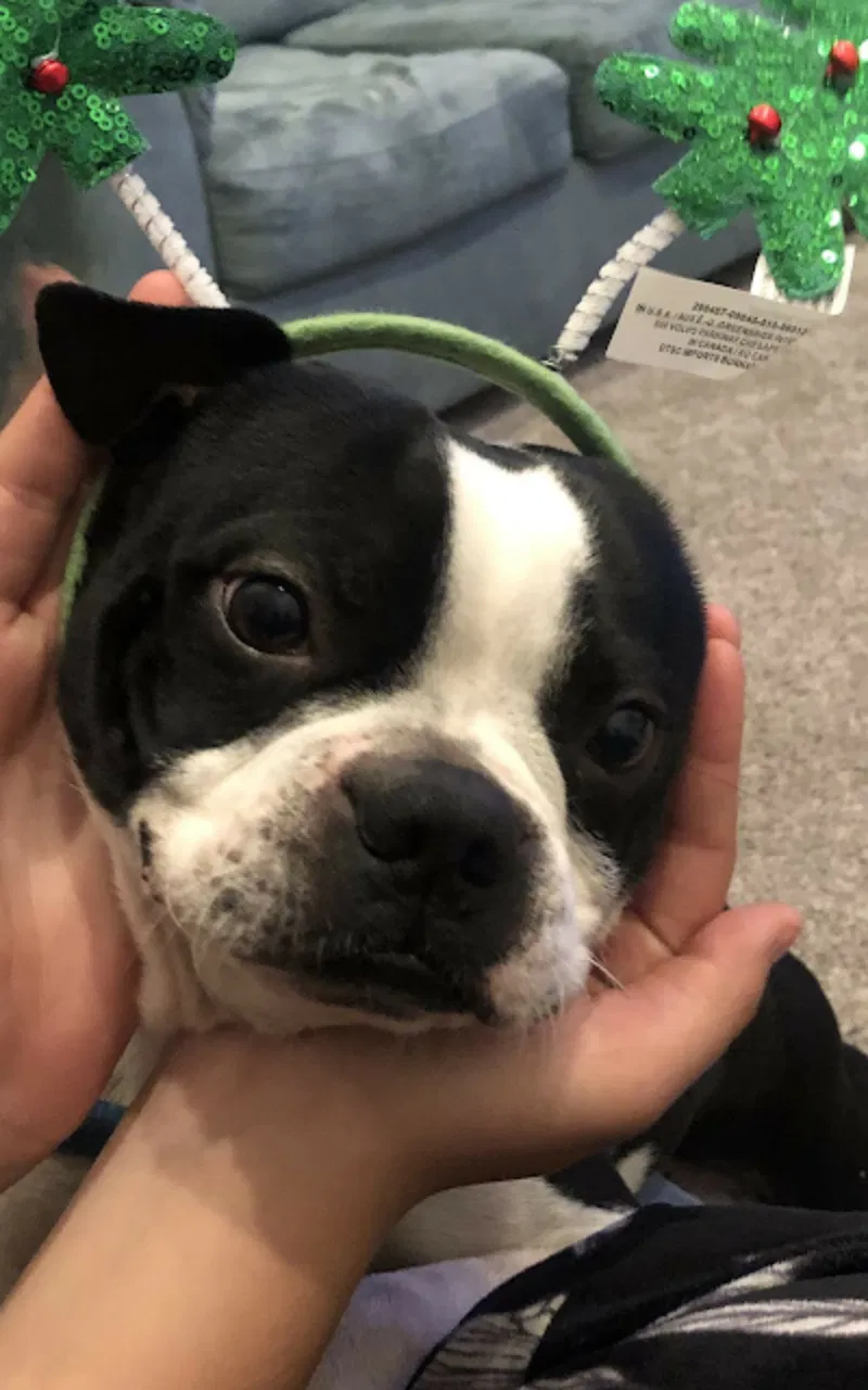 Lost dog in Anaheim, CA, 92805