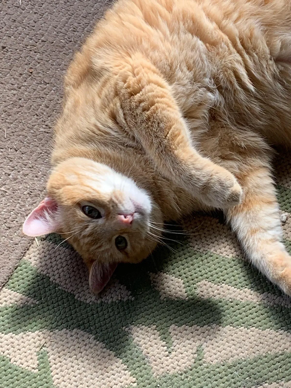 Lost cat in Maryland Heights, MO, 63043