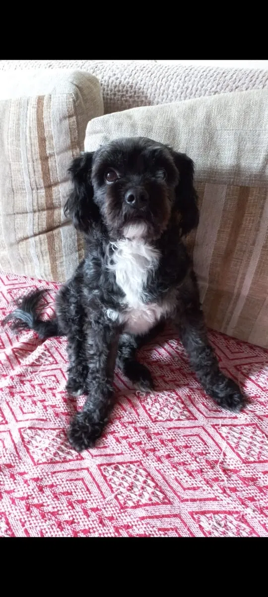 Lost dog in Miami, FL, 33147