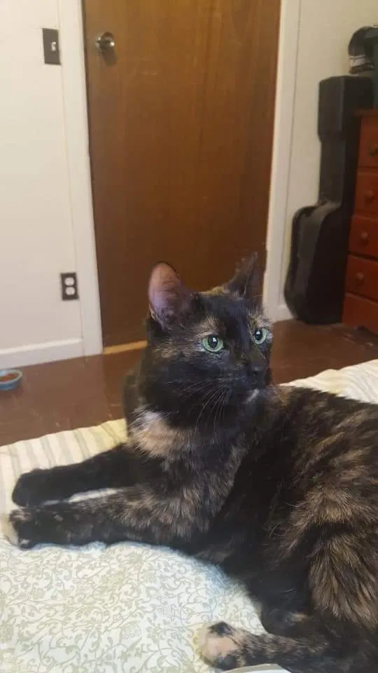 Lost cat in Maryland Heights, MO, 63043