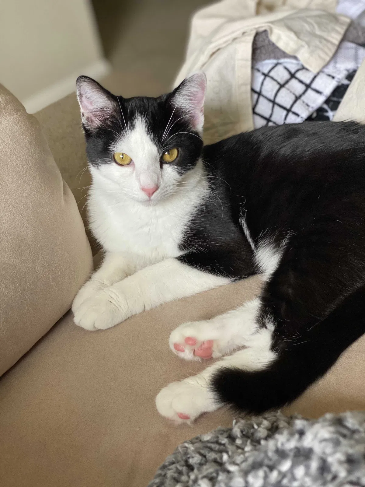 Lost cat in Batavia, OH, 45103
