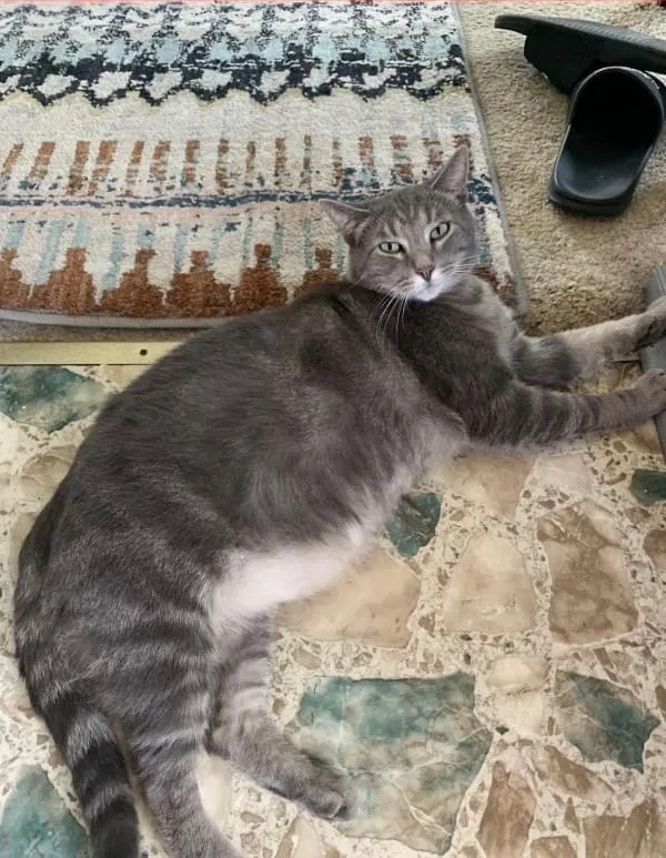 Lost cat in Dunbar, PA, 15431