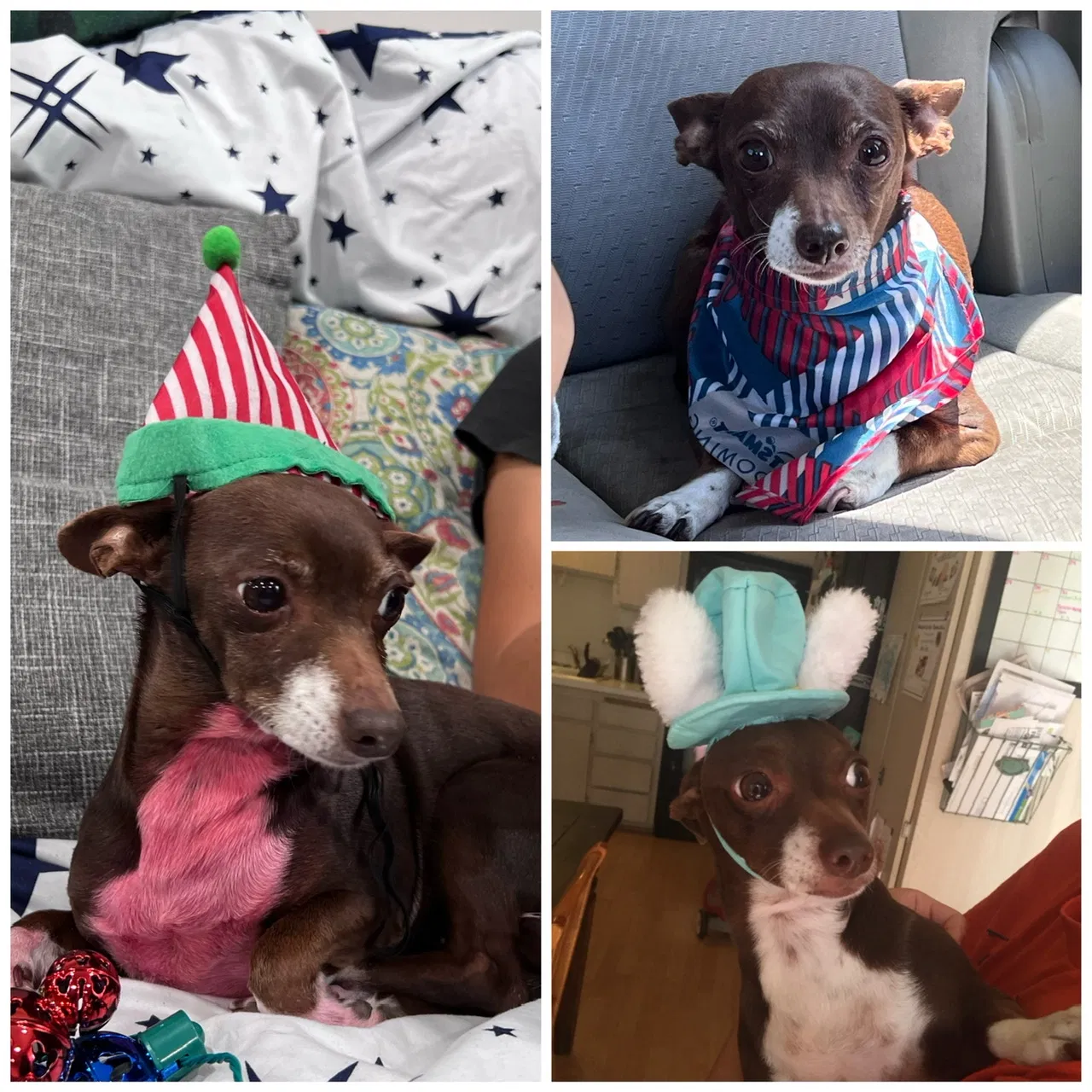 Lost dog in La Puente, CA, 91746