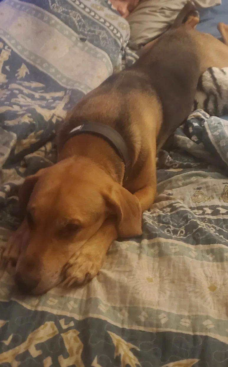 Lost dog in Killeen, TX, 76549